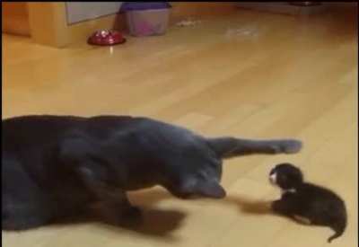 touch tha kitten