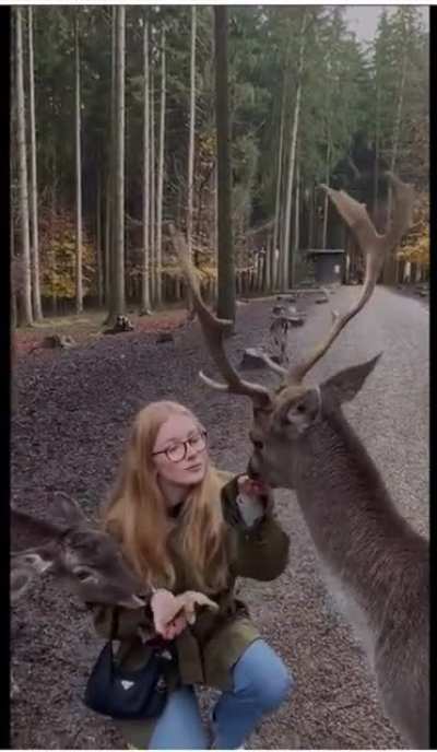 Lowering your head to buck level with Rudolph
