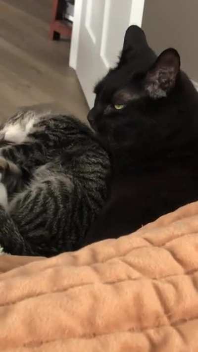 Our void boi has accepted our new little one!