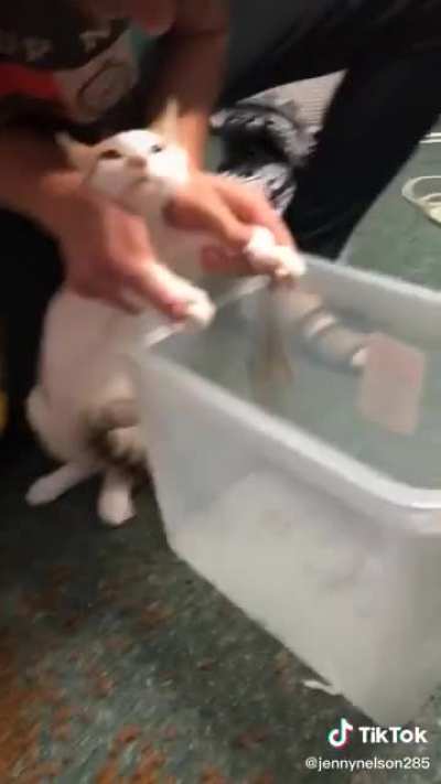 When your cat knocks over his food one too many times