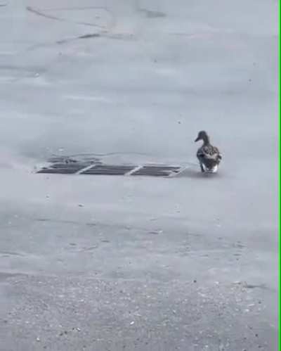 Poor mama duck dies inside