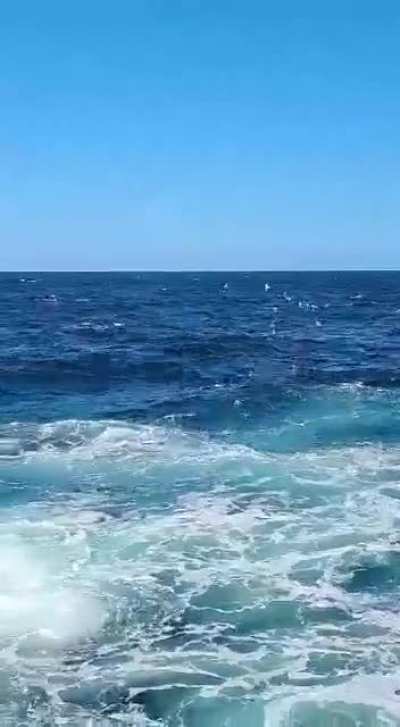 Man eaten by shark in (where else)….. Australia