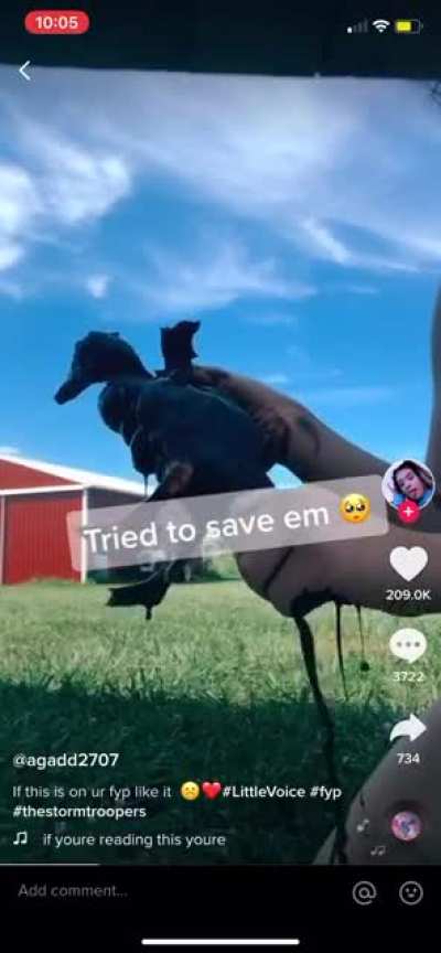 This Girl put ducklings in oil just to ‘save them’ in an attempt to get some clout on tiktok