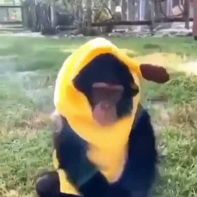 le monke banan oohg