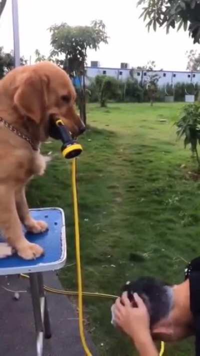 Cool dog 69