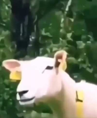 🐑🐑🐑🐑