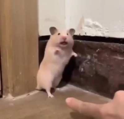 Startled Hamster **NOW WITH AUDIO**