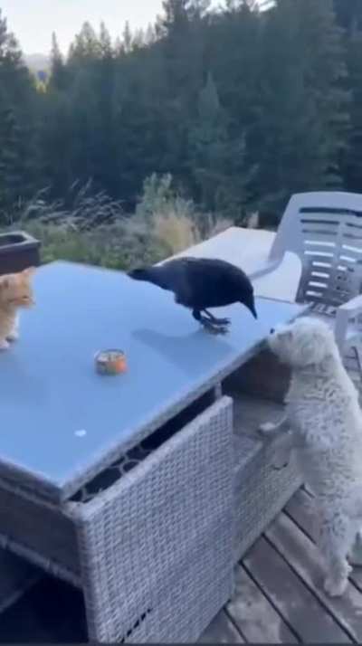 Crow bro