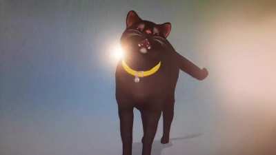 when I see a cat