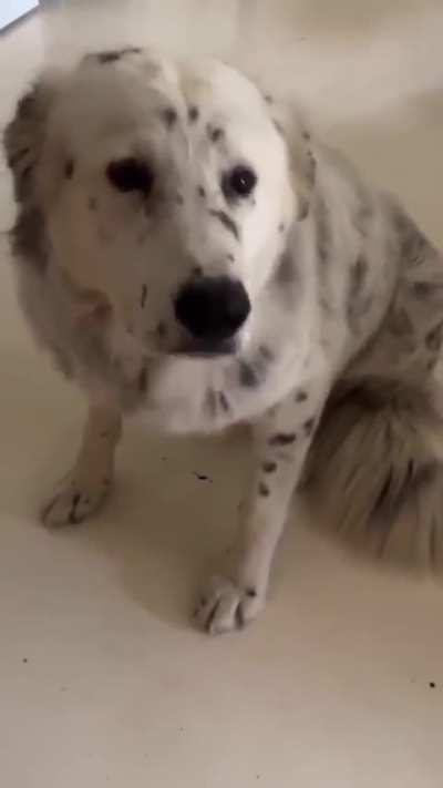 Thank you for adopting him