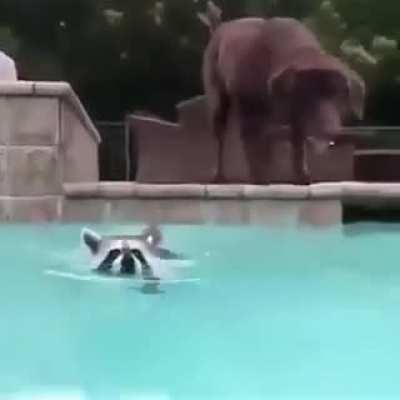 Interspecies swim team