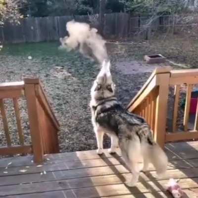 The Most Wintery Awoo