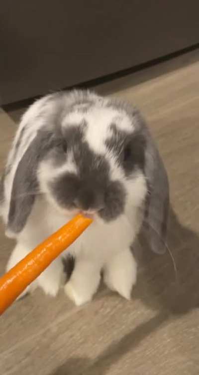 Little treat for little bun 🐰