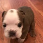 smol good boi