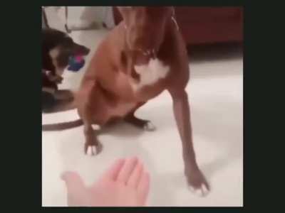 give it to me buddyy