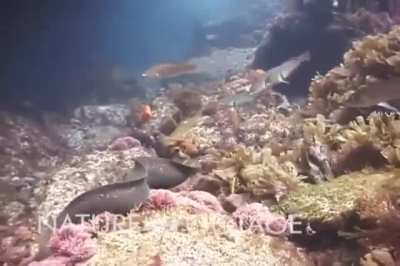 This must be fake, there are no games in the series where you can mount a monster AND fight underwater
