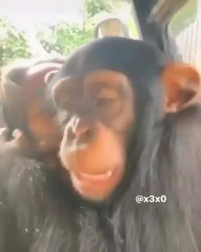Monke's dream