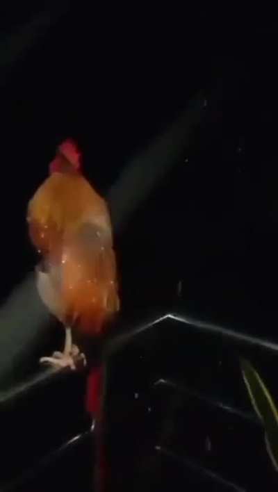 bro is the mc