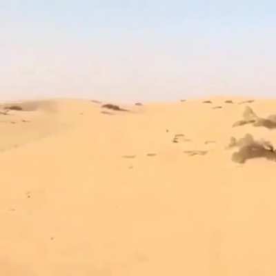 Hare coursing in the desert. Dog's fast as hell!