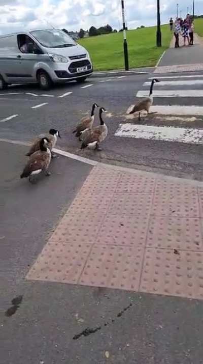 Just some geese playing with a zebra crossing
