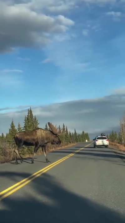 of a moose