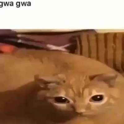 Hola