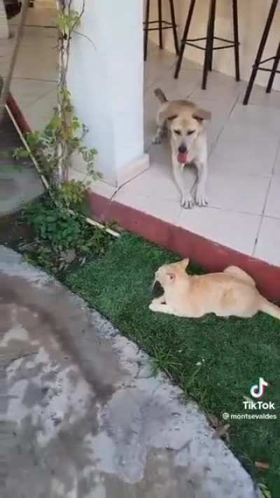 🤸