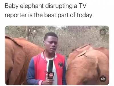 Baby ELEPHANT disturbs tv guy...