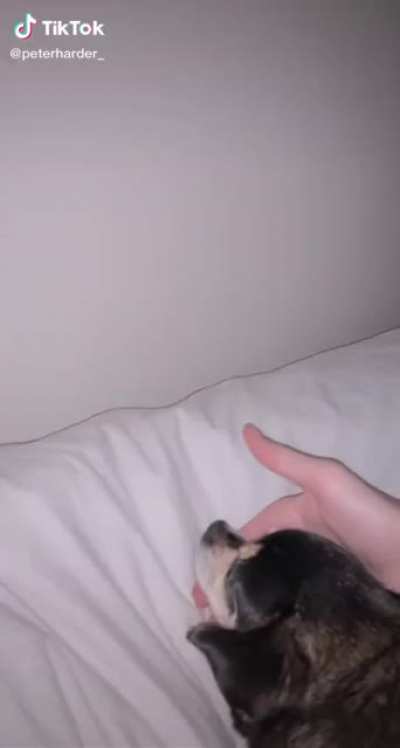 Poor dog just wanted to sleep