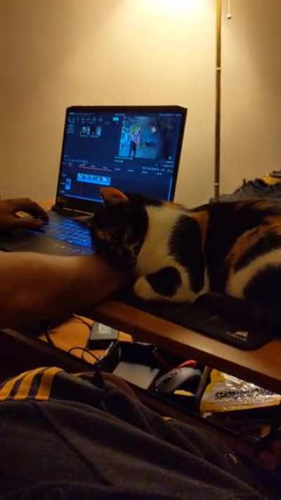 My cat is in love with my boyfriend