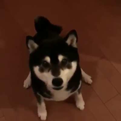 Tippity Tappities