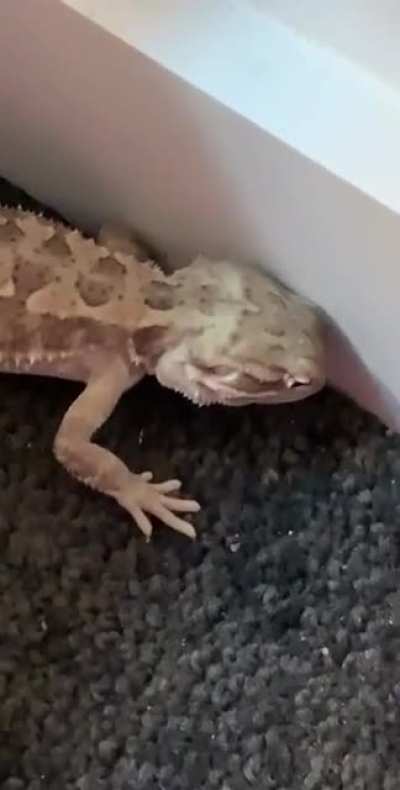 No buddy, you can’t eat carpet.