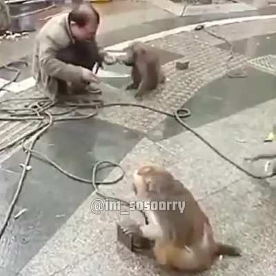 The apes rebellion