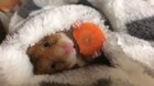 Hamster eating a carrot