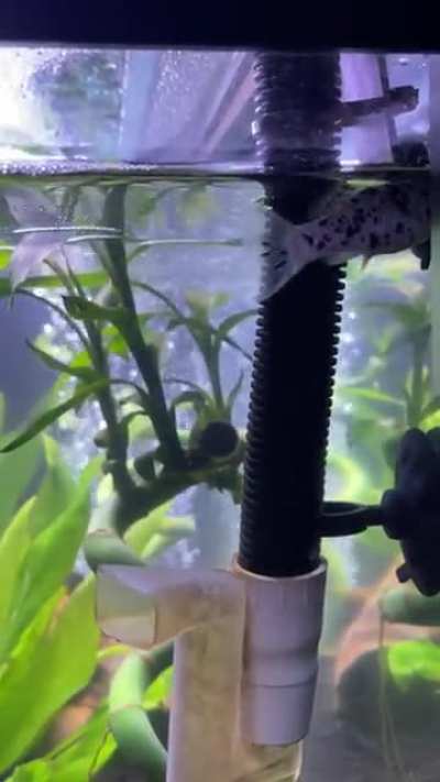 My fish had a baby