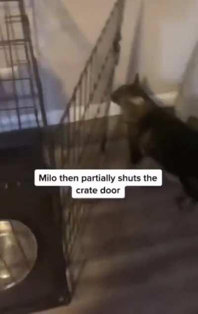 Annoyed Milo tricks his dog friend to get in crate