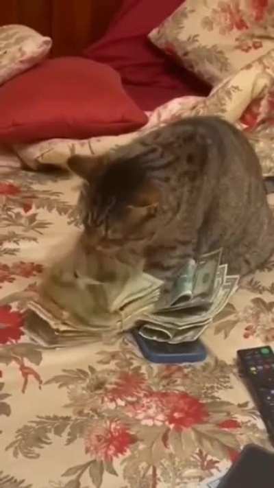 Counting Stacks