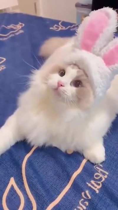 Котиков вам в ленту