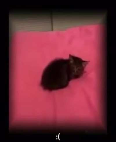 Touching a cat's tail