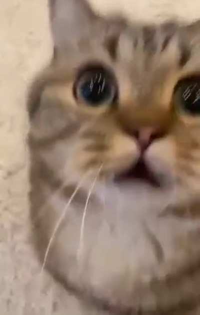Vido