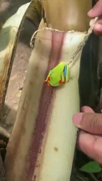 🔥 Red eyed tree frog camouflage themselves in a tree.