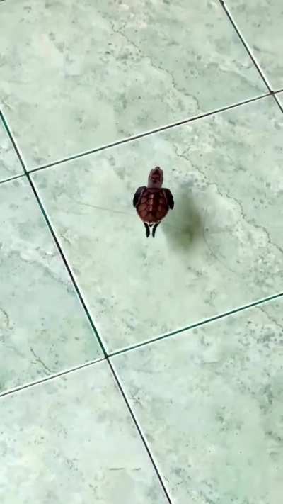Little turtle casually swimming. ❤️