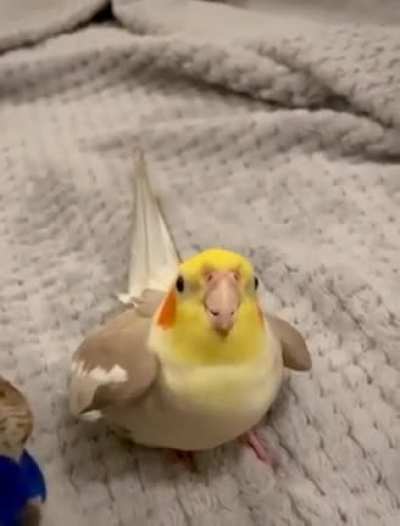 cooKIE cooKIE