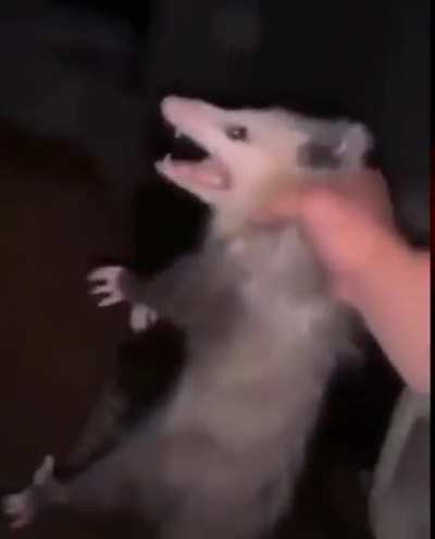 Rat