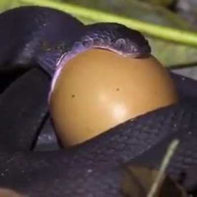 e g g