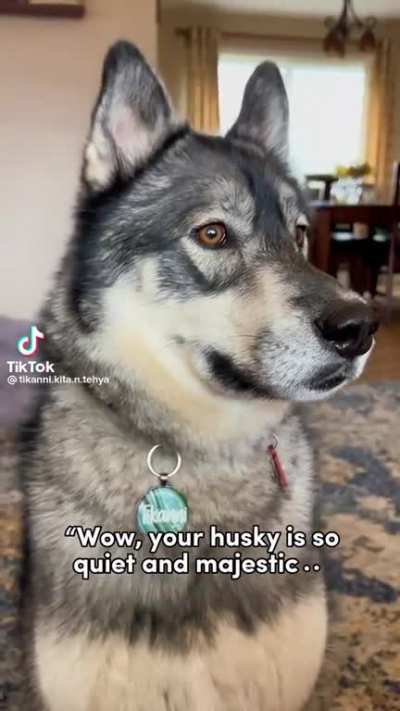 Huskies, my favorite dogs to admire from a distance