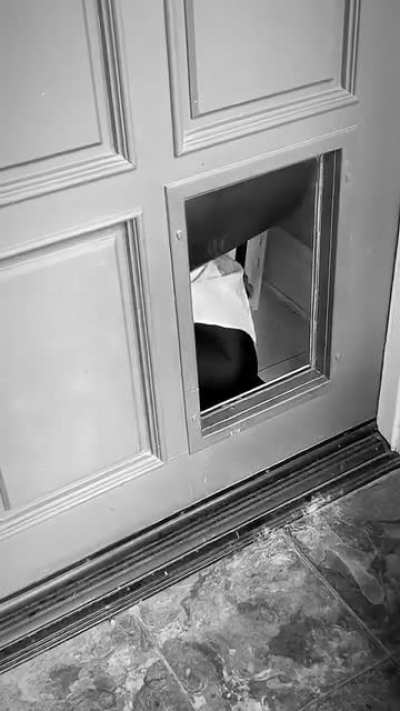 Through the dog door