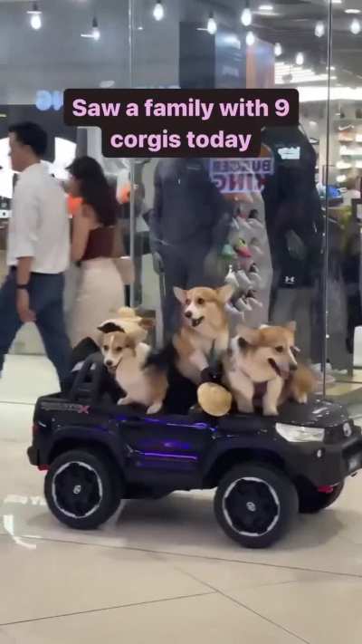 They're so behave!! well aside from barking haha