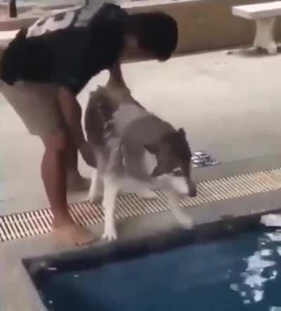 A huskie's first swim. Was scared initially but ended up enjoying it