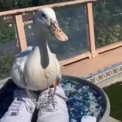 🦆